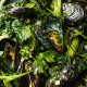 Palourdes ao vinho branco com tomate e funcho